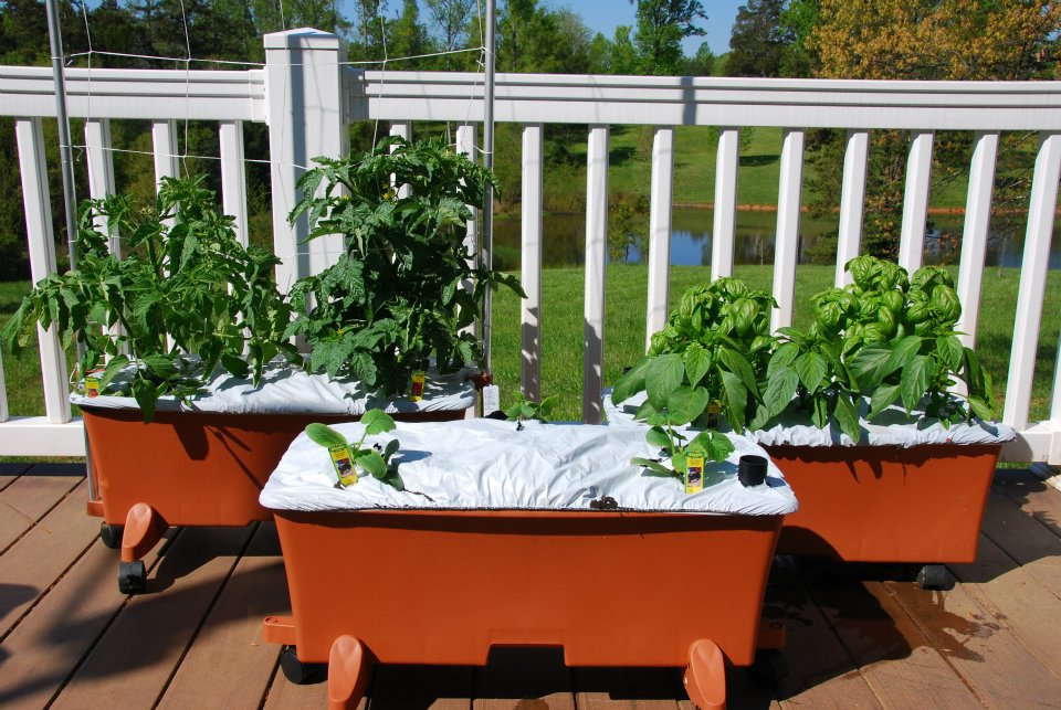 10 Facts Everyone Should Know About Medicinal Garden Kit Review
