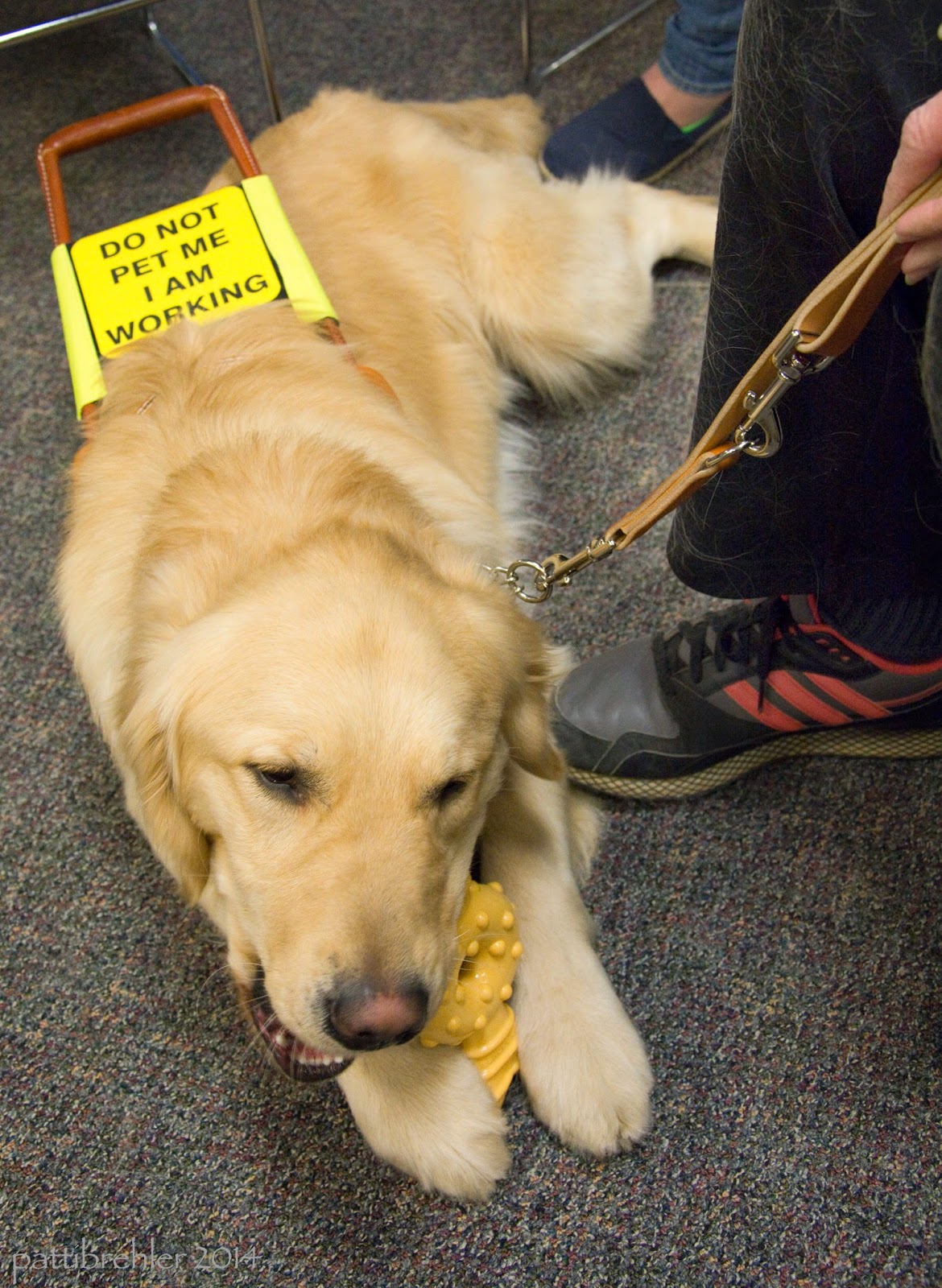 A close shot of the golden retriever lying on the carpeted floor. His head is toward the camera and he is busy chewing a Nylabone, which he is holding between his front paws. His leash is held by the woman's hand, she is out of view except for her right leg and foot just touching the dog's side. You can read the yellow sign on the handle of the harness. It says "Do not pet me I am working."