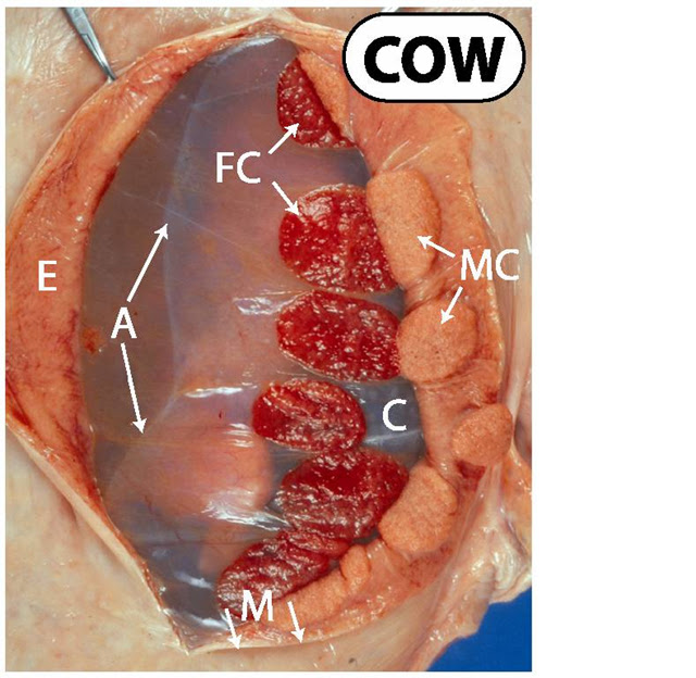 Merrily's Animal Science Journal: Embryogenesis, Recognition