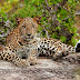 Leopard in Sri lanka