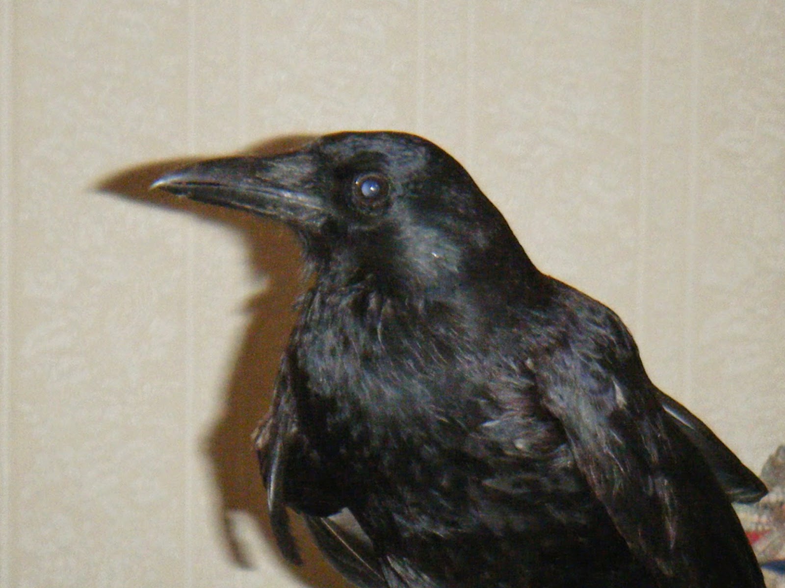 My Two Cents MY PET CROW