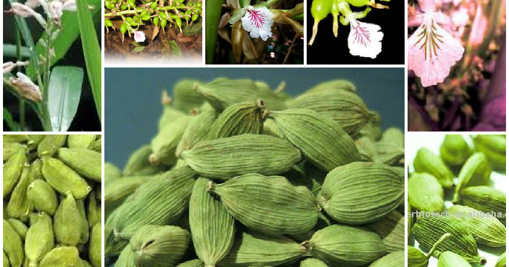 Avante de Guatemala, S.A. Datos del Cardamomo