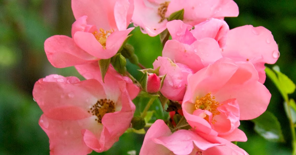 The Gardens of Petersonville Another Carpet Rose