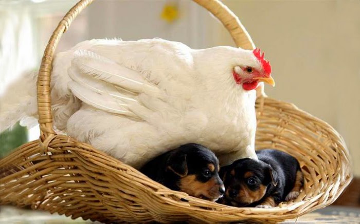 #13 Mabel The Chicken And The Puppies - Unusual Animal Friendships That Are Absolutely Adorable! #13 Mabel The Chicken And The Puppies - Unusual Animal Friendships That Are Absolutely Adorable!