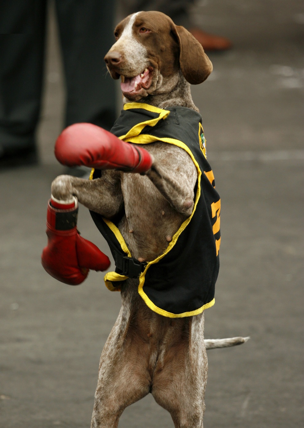 All List Of Different Dogs Breeds Dog Clothes