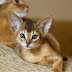 Things to know about Abyssinian Cats!
