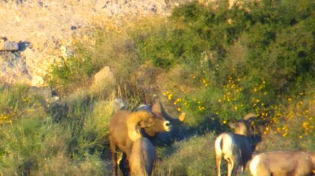 Arizona+Super+Raffle+Desert+Bighorn+Sheep+Hunt++Photo+Monster+ram+with+Colburn+and+Scott+Outfitters+20.jpg