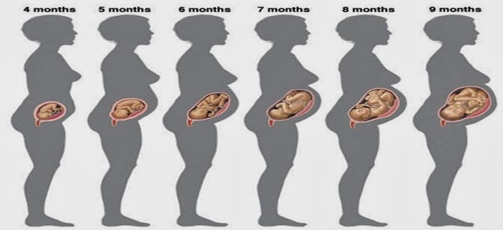 6 Months Pregnant Diet