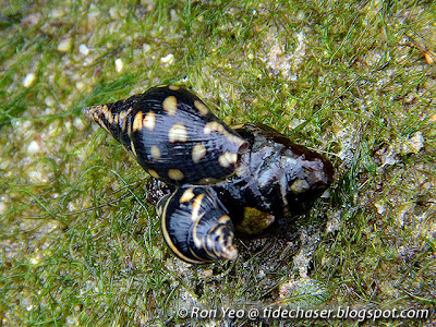 Lightning Dove Snails (Pictocolumbella ocellata) Lightning Dove Snails (Pictocolumbella ocellata)