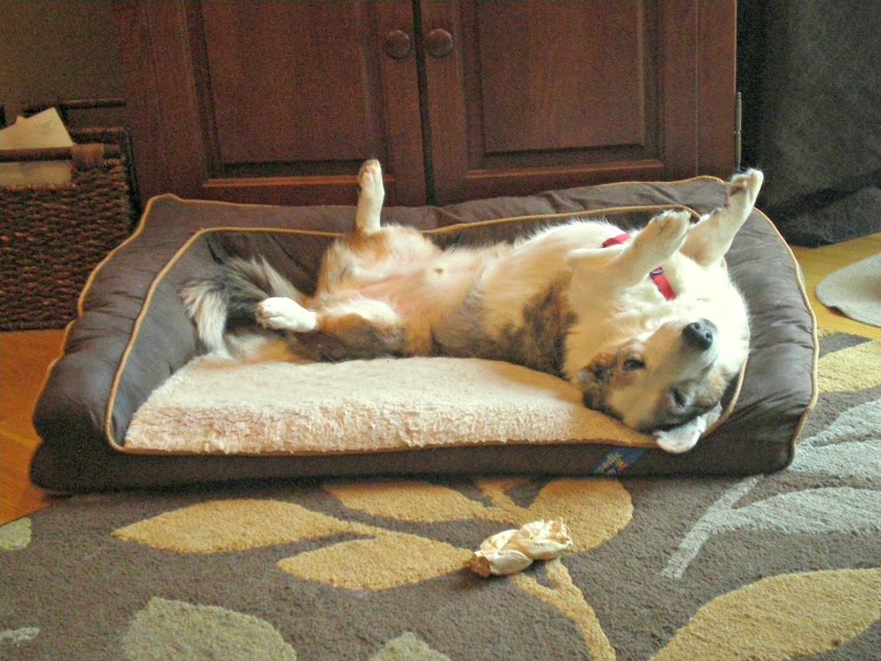 Fuzzy Slippers Designs Goodbye to my Faithful Cad