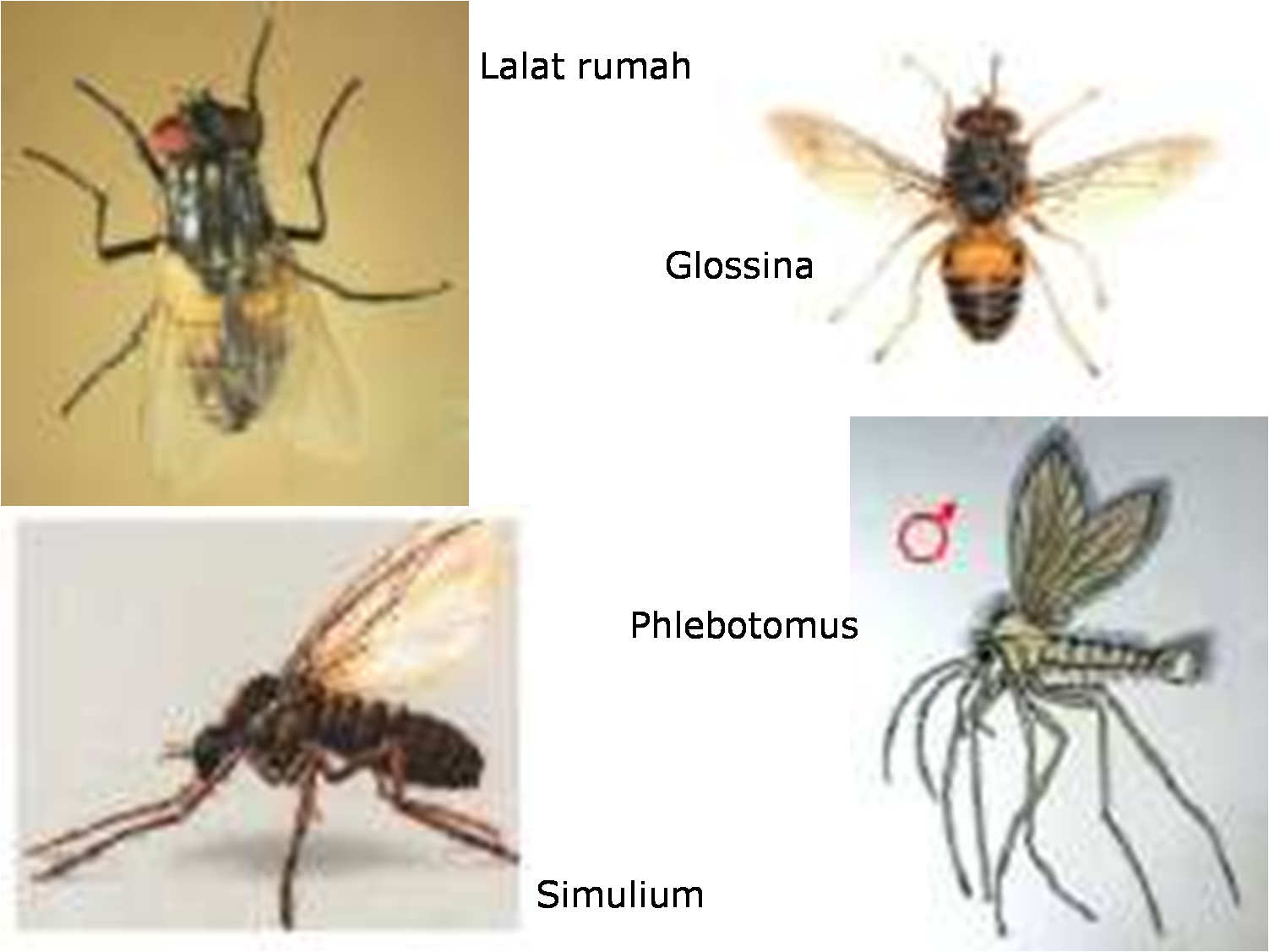 Dina Dwi Nuryani: Pengendalian vektor