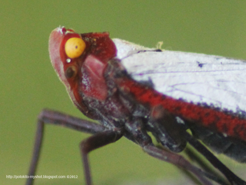 Indonesia Jambi Lanternfly Sumatra Penthicodes farinosa Colourful! 