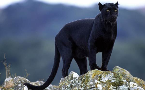 Black Panther - Anshi National Park