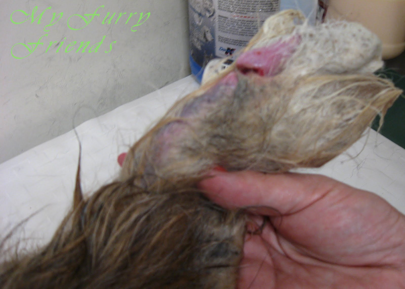 cutting dogs tails grooming your friend should my be professionally groomed cutting dogs tails grooming your friend should my be professionally groomed
