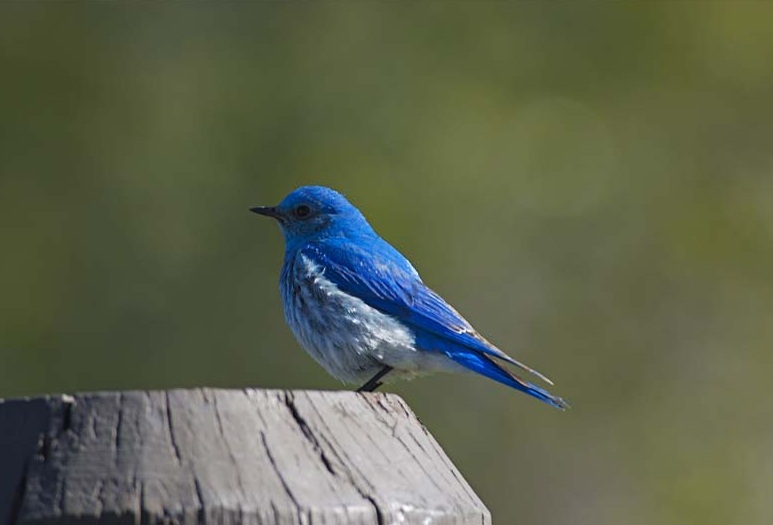 bluebird information and wallpapers bluebird information and wallpapers