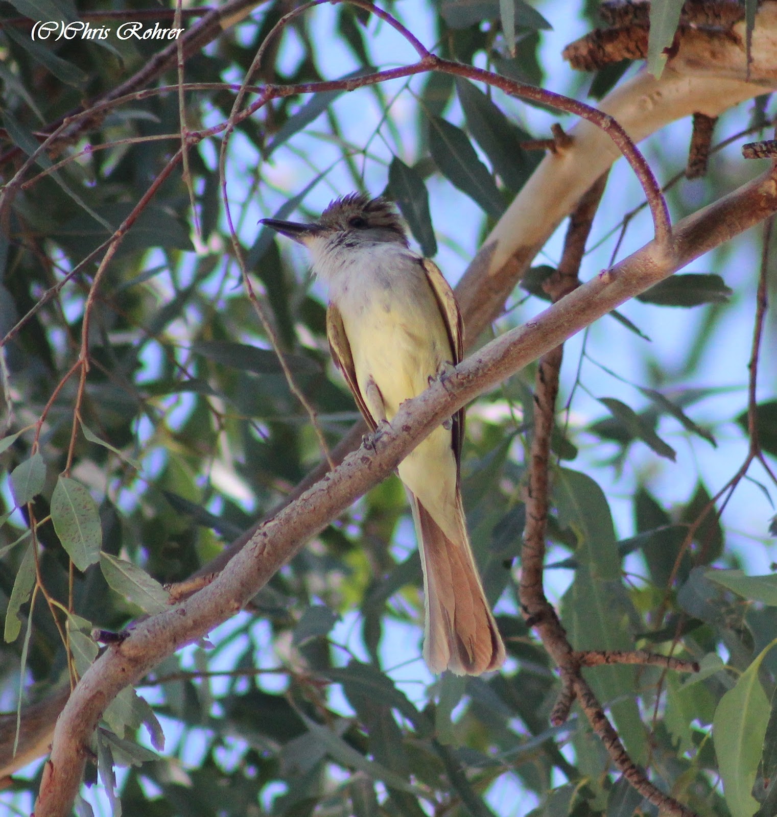 Las Aventuras Perching Birds