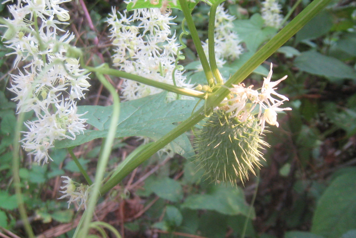 Large Shrub With Upward Spikes Of Purple Flowers