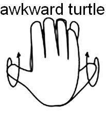 awkward turtle awkward turtle
