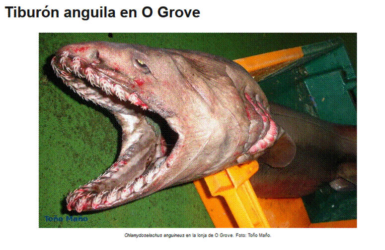http://tiburonesengalicia.blogspot.com.es/2015/01/tiburon-anguila-en-o-grove.html