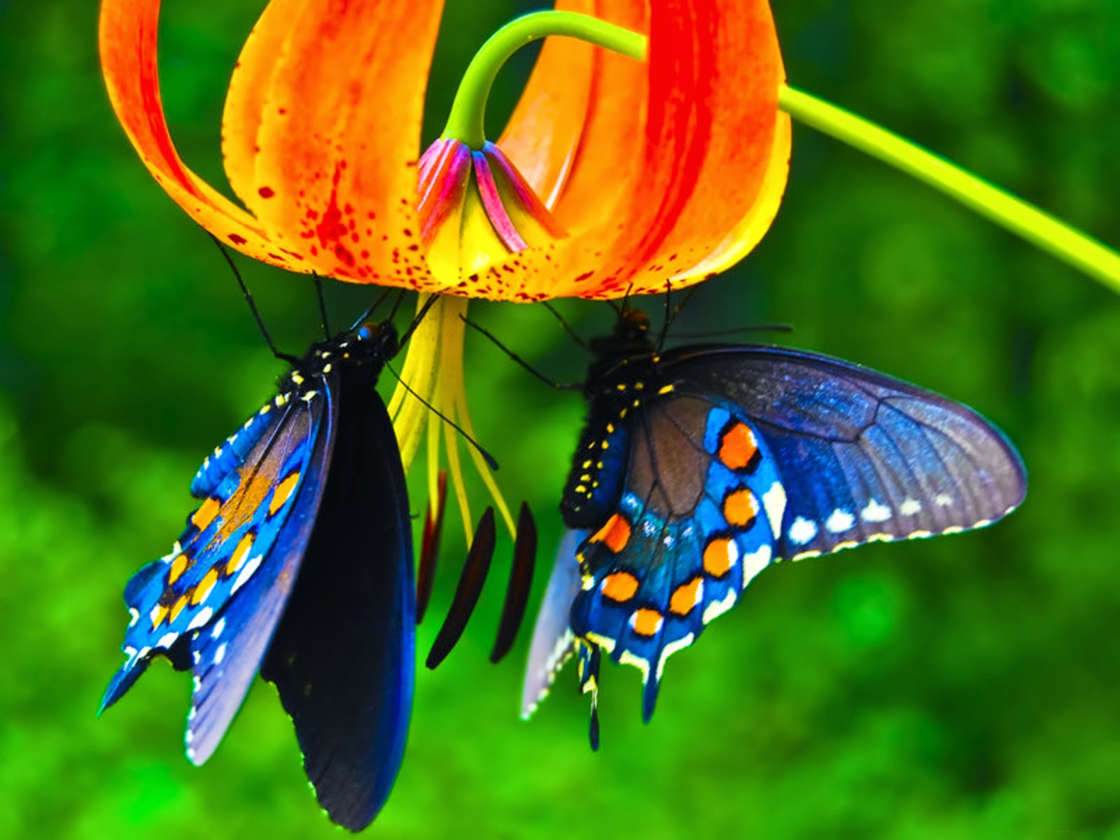 Cool Photos: Beautiful Butterfly Desktop wallpapers