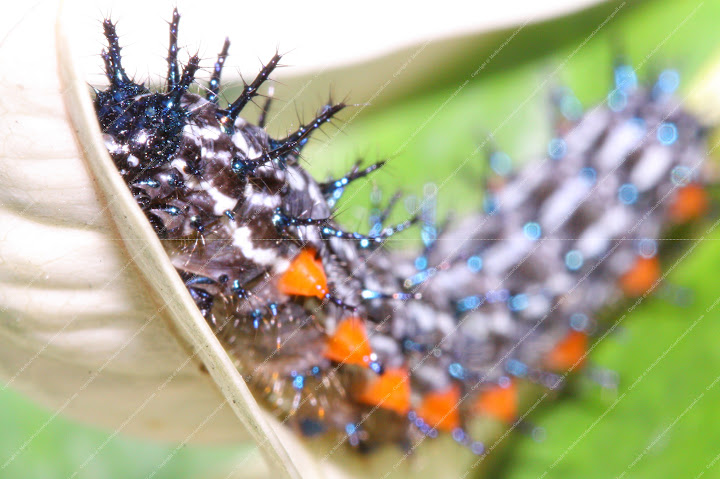 How Many Legs Does A Caterpillar Have Merlion Wayfarer Goes Green