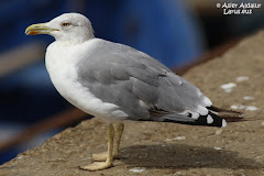 (L. m.atlantis) Yellow-legged gull from sud of Marocco / del sur de Marruecos/Marocco hegoaldekoa