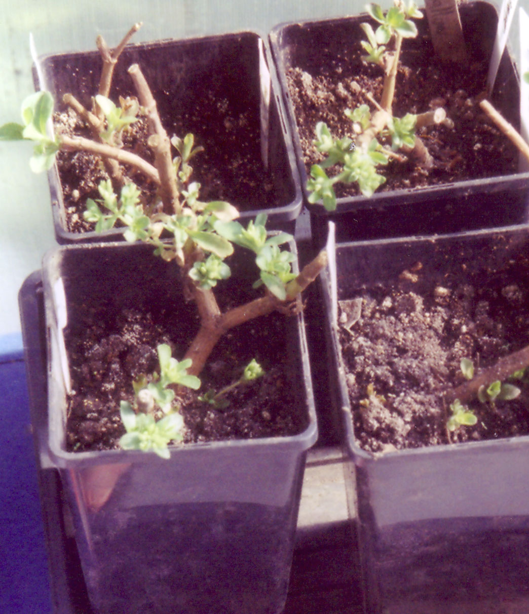 Stevia Grower Overwintering Stevia Plants