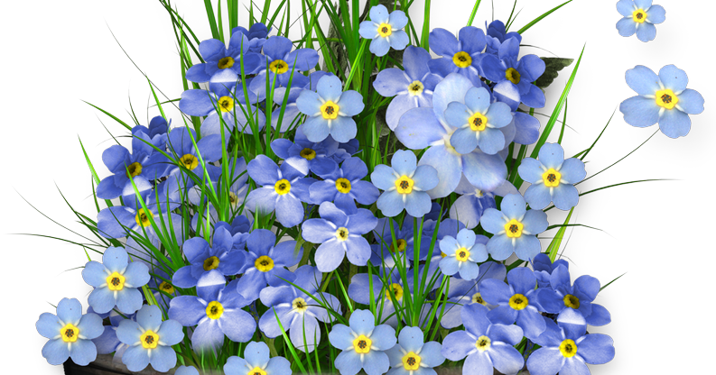 Forget me not coupons