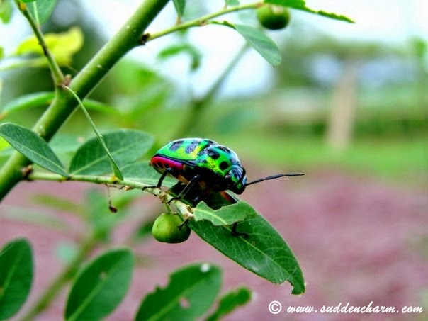 Most Colorful Insect Photo 2015