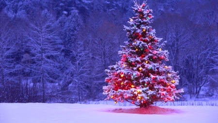 Ý tưởng trang trí cây thông Giáng Sinh (Noel) tuyệt vời