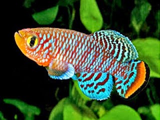 Indonesia Surga Ikan Hias Tropis Peternak Super Marga Tiga