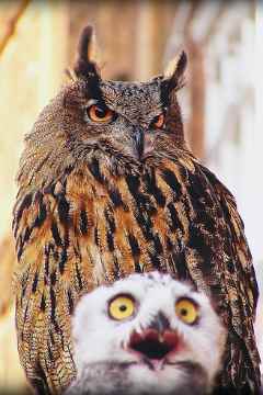 Funny owl images |Funny Animal