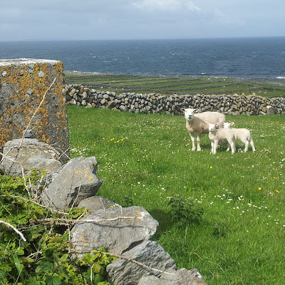 This family of sheep has an enviable daily view of the Atlantic. County Clare, Ireland. Photo by Elena Rosenberg. This family of sheep has an enviable daily view of the Atlantic. County Clare, Ireland. Photo by Elena Rosenberg.