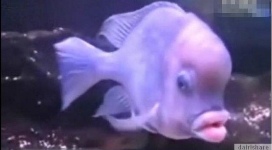 Video Ikan Berbibir Tebal Macam Manusia Ewahberita Video Ikan Berbibir Tebal Macam Manusia Ewahberita