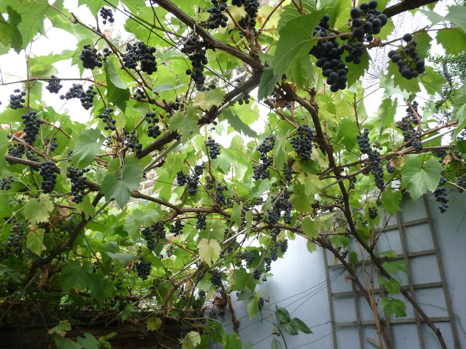 vine+1+Sept+2012-2.JPG