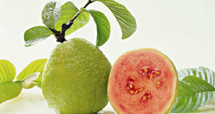 Apa Sajakah Manfaat Daun Jambu Biji Untuk Kesehatan Anda? Apa Sajakah Manfaat Daun Jambu Biji Untuk Kesehatan Anda?