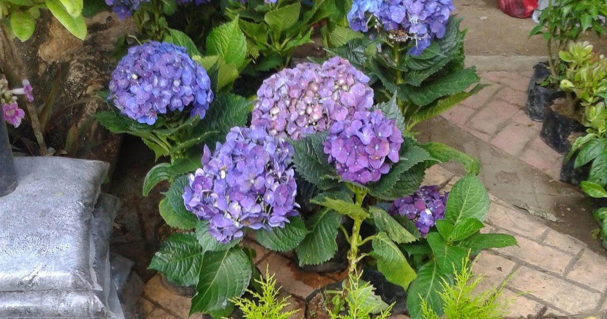 Philippine Culture and Surprises Ornamental Plants for sale in QC circle