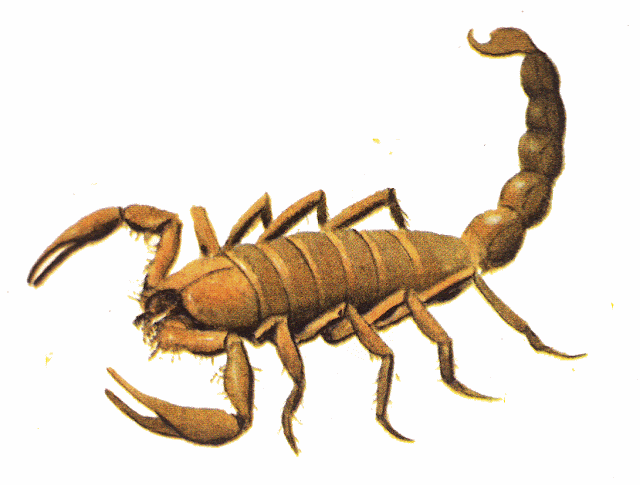 animalia,wild insect,scorpion,wild insect,