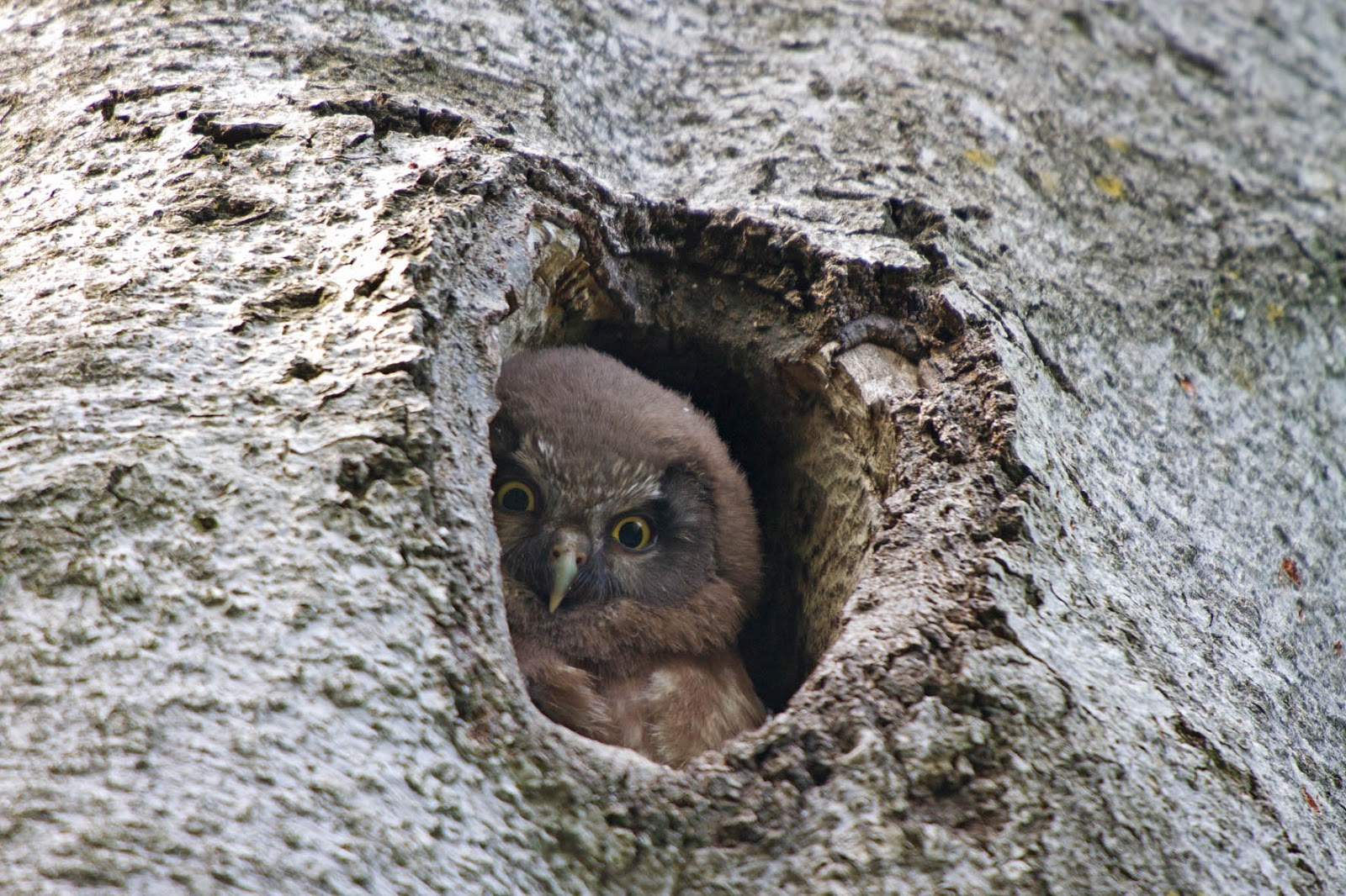 Woodpeckers of the World Primary and Secondary Cavity Users