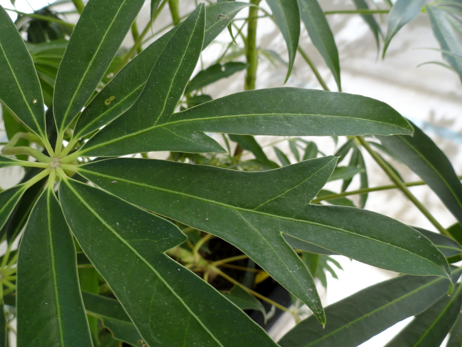 danger garden Is it too early to buy my Christmas Tree Palm?