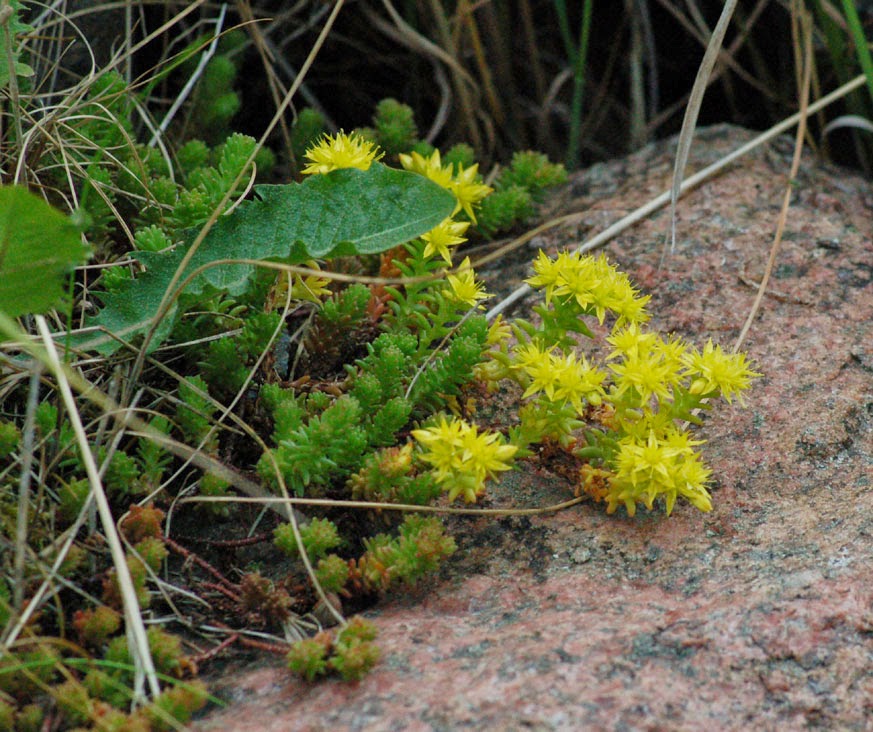 Sedum acre cancer