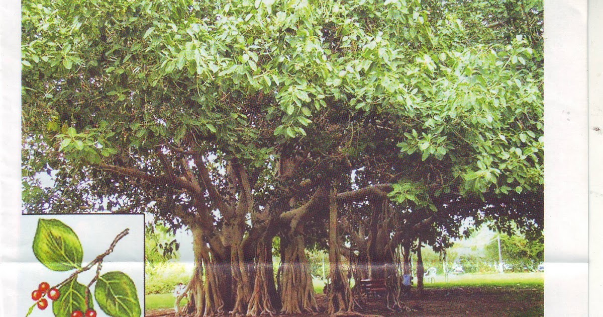 EXCELLENT AYURVEDIC SOLUTIONS NAMES AND USES OF BANYAN TREE
