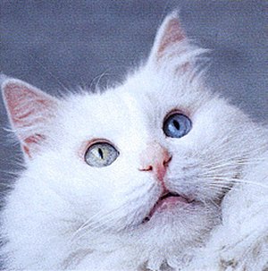 Kucing Anggora Putih
