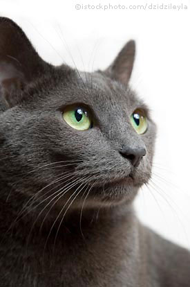Russian Blue