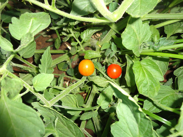 TOMATES CHERRY MADUROS EN LA MATA