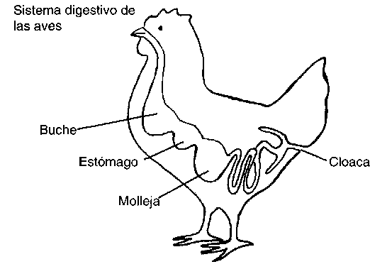 EL PROCESO DIGESTIVO DE LOS ANIMALES el proceso digestivo de los animales: