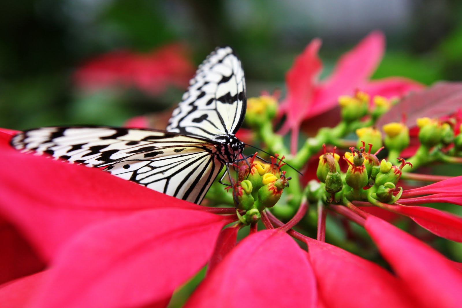 OUR LIFE AS AN AIR FORCE FAMILY Ryugujo Butterfly Garden Okinawa, Japan