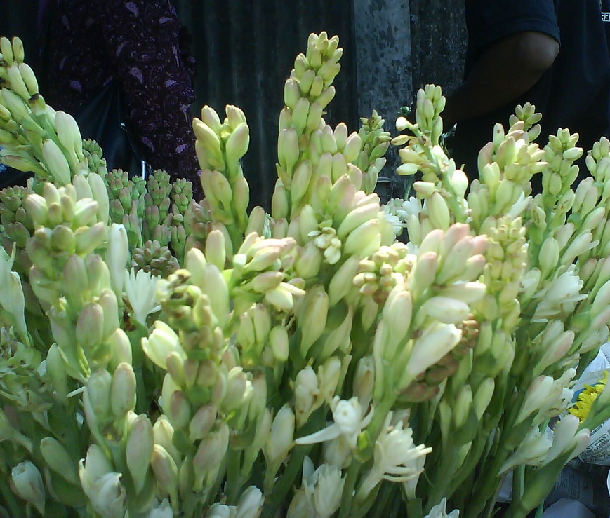 Cara Merawat Bunga Cara Menanam Bunga Sedap Malam Dirumah