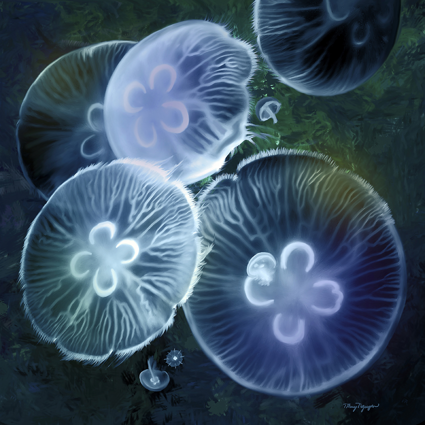 Animals of the world Moon Jellies