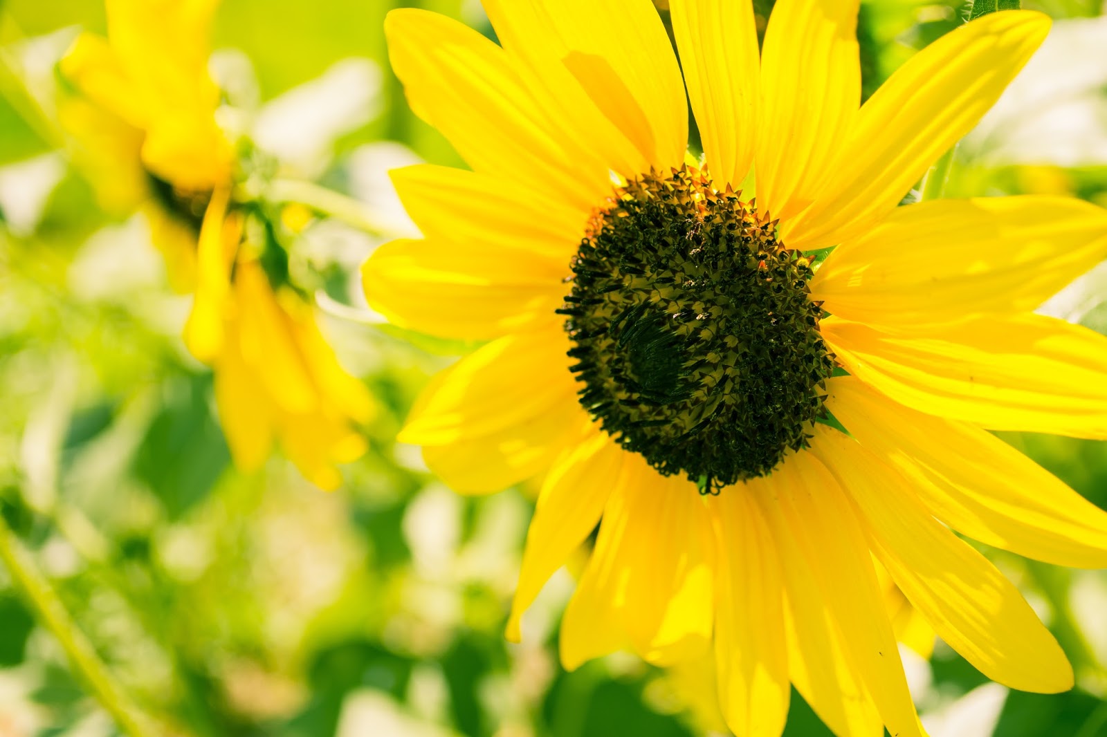 openSUSE Revolution: Sunflowers